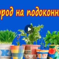 Огород на подоконнике 3 группа